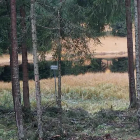 Paradies 001 * ארוזה